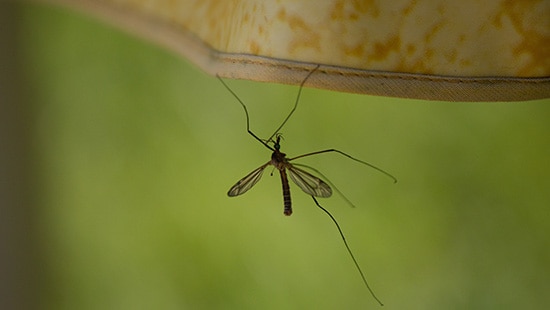 Pragas em foco: mosquitos