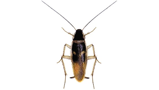 a type of Brown-banded Cockroach