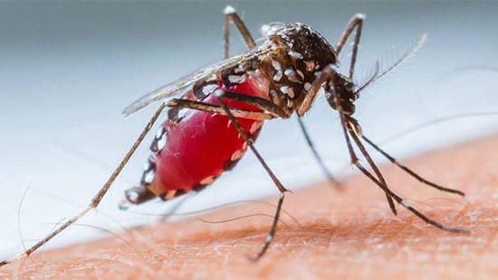 A close up high resolution photograph of a red mosquito sucking blood the blood from human skin.