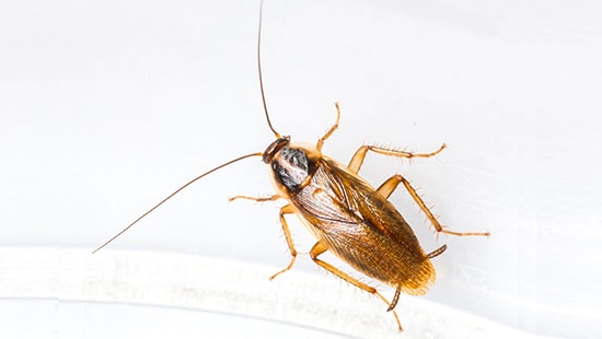 A type of common cockroach A type of common cockroach