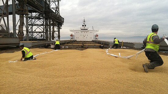 4 men fumigating bulk grain on a ship