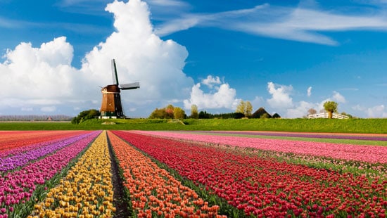 Tulip field and windmill.