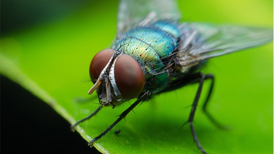 Flesh Fly.