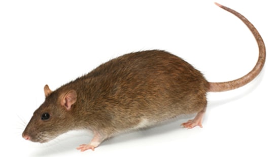 A close-up picture of a  light brown small  mouse.