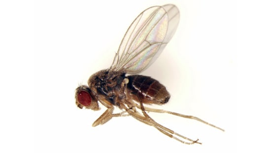 SmallFlyPestSolutions_edited1