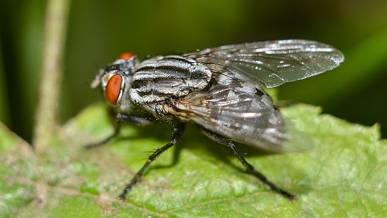 Flesh Fly