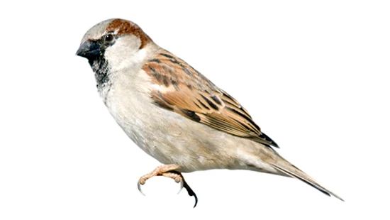 Sparrow image