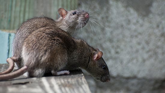 duas ratazanas (RATTUS NORVEGICUS) são tipos comuns de roedores