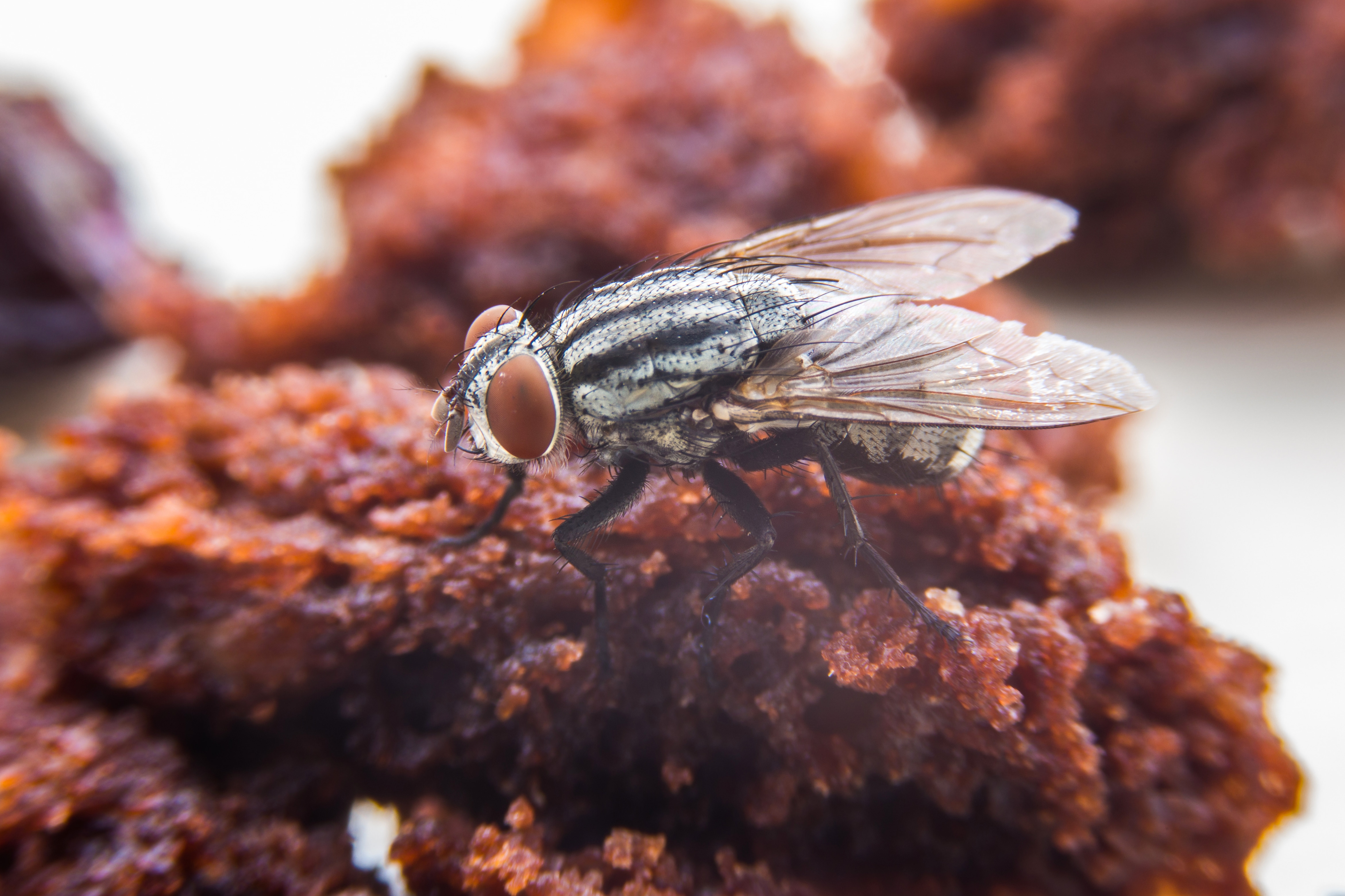 Large fly sitting on piece of fried food.